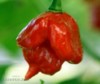 100 x semena Chilli Trinidad Scorpion Red Zvýhodně