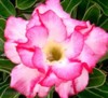 Adenium Double Liliput - semena