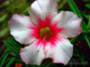 Adenium obesum Moorning glory - semena