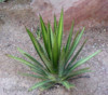 Agave lechuquilla Balení obsahuje 8 semen