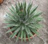 Agave Schidigera - semena