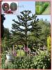 Araucaria Araucana - s