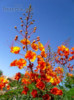 Caesalpinia Pulcherrima - sapan 