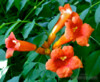 Campsis Radicans - Trubač Balení obsahuje 20 semen