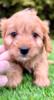 Cavapoo - Cavapoo (cavalier + toy poodle)