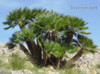 Chamaerops Humilis - naklíčená semena