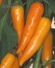 Chilli Bulgarian Carrot Balení obsahuje 10 semen