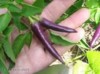 Chilli Cayenne Purple Balení obsahuje 10 semen