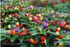 Chilli Chinese Five Color - semena