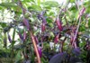 Chilli Fluorescent Purple - sazenice