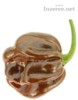 Chilli Habanero Chocolate - semena