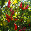 Chilli Piri Piri - sazenice