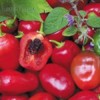 Chilli Rocoto Red - semena