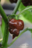 Chilli Trinidad Scorpion Chocolate - sazenice