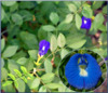 Clitoria Ternatea - semena