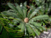 Cycas Dioon Edulis - sazenice