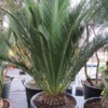 Cycas Macrozamia communis - sazenice