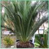 Cycas Macrozamia communis - sazenice