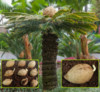 Cycas Revoluta - sazenice