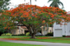 Delonix Regia - Ohňový strom