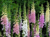 Digitalis Grandiflora - Náprstník směs barev Excel - foto 1