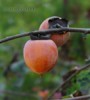 Diospyros Virginiana - semena