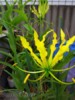 Gloriosa superba Lutea 