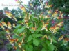 Ipomoea Mina Lobata