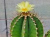 Kaktus Astrophytum ornatum var. virens 