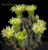 Kaktus Echinocereus viridiflorus 