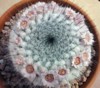 Kaktus Mammillaria chionocephala - semena