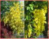 Laburnum Anagiroides - Štědřenec odvislý