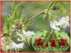 Lonicera Fragrantissima - Zimolez vonný