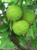 Maclura Pomifera - Maklura oranžová - semena