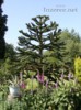 Sazenice Araucaria araucana - blahočet chilský 