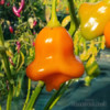 Sazenice chilli Aji Fantasy Orange