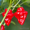 Sazenice Chilli Habanero Tasmanian red 