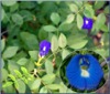 Sazenice Clitoria Ternatea