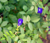 Sazenice Clitoria Ternatea vel. cca 10-15 cm