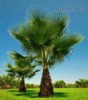  Sazenice Palma Washingtonia filifera 1 - 2 první 