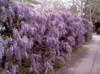 Sazenice Wisteria sinensis  velikost 15 cm