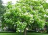 Semena Catalpa trubačovitá (Catalpa bignonioides)