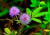 Semena MIMOSA (mimosa pudica)