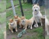 Shiba inu - prodám štěňata bez pp - foto 1