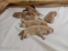 Štěňátka labradorského retrievera - foto 1