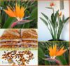 Strelitzia Reginae - sazenice