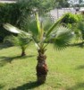 Washingtonia Robusta - naklíčená semena