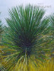 Yucca Elata