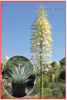 Yucca Whippleije - semena