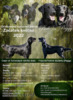 Zadáváme štěňata Flat Coated Retrievera s PP